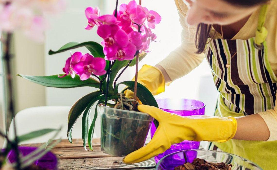 Orkide Çiçeği Bakımı Nasıl Olur?